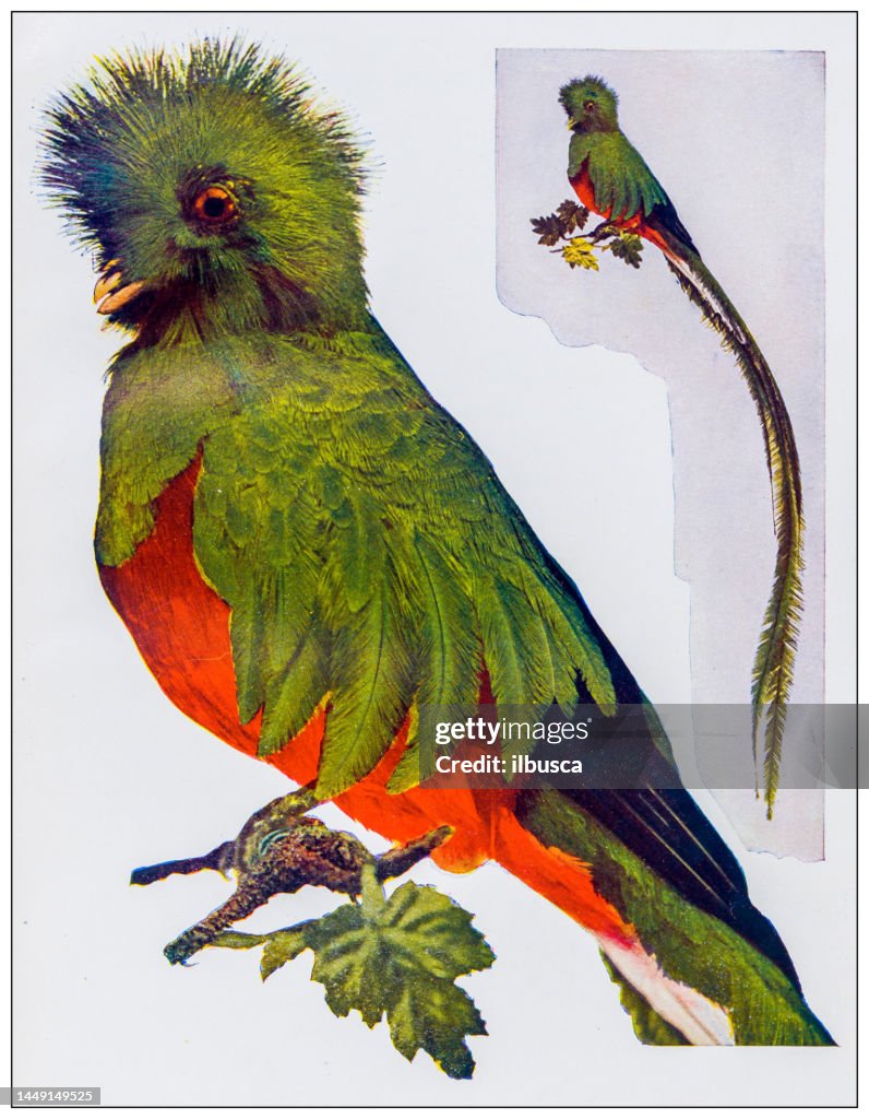 Antique ornithology color image: Resplendent Trogon