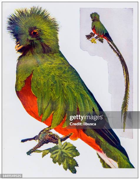 antique ornithology color image: resplendent trogon - resplendent quetzal stock illustrations