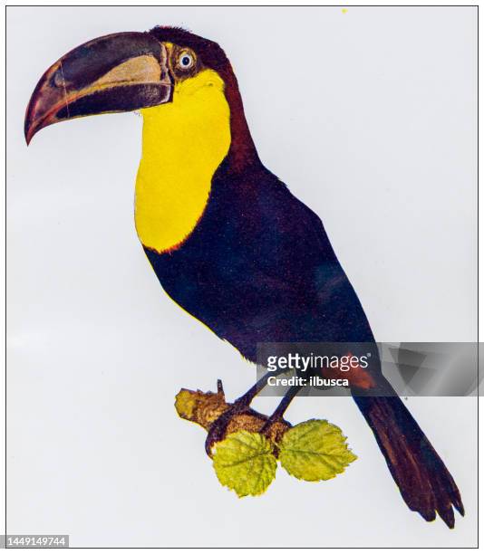 antique ornithology color image: yellow throated toucan - toucan 幅插畫檔、美工圖案、卡通及圖標