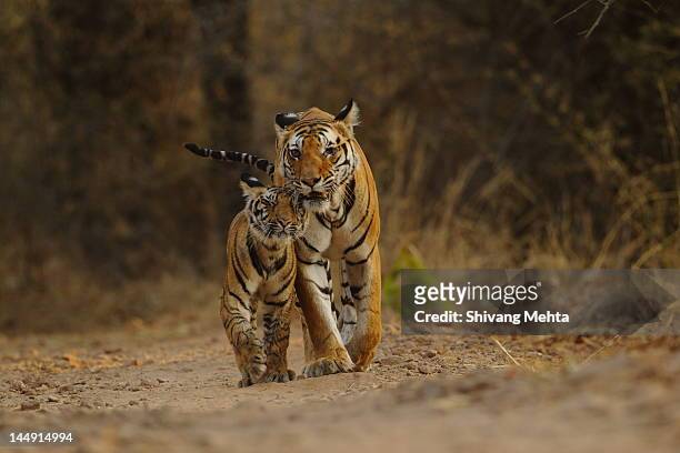 royal bengal tiger with cub - madhya pradesh stock-fotos und bilder