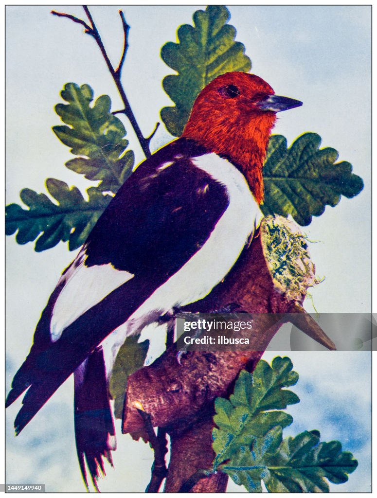 Antique ornithology color image: Red Headed Woodpecker