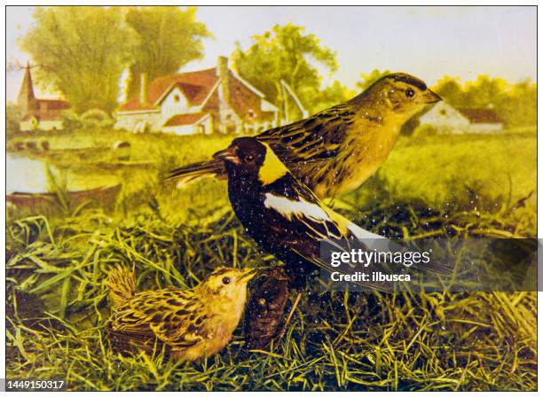 antique ornithology color image: bobolink, red bird and young - red bird of paradise stock illustrations
