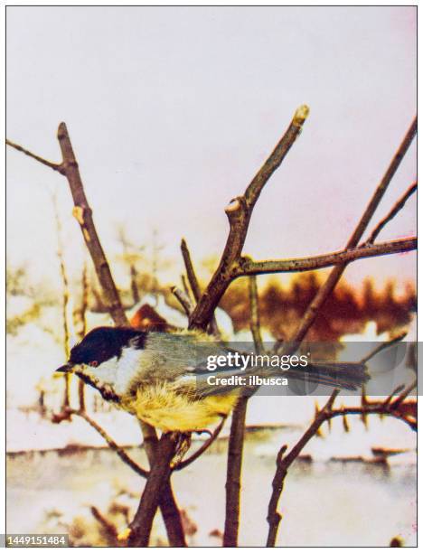 antique ornithology color image: chickadee - chickadee stock illustrations