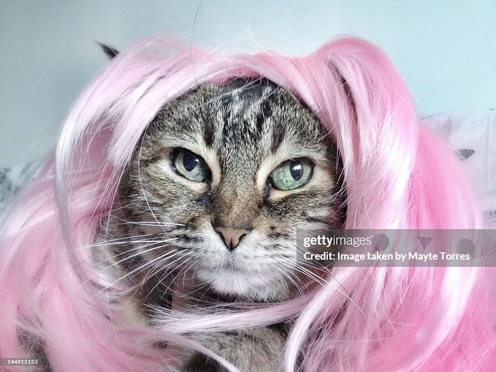 Cat with wig