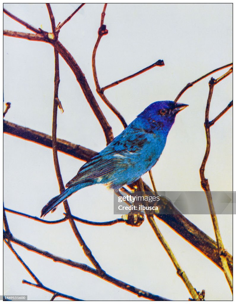 Antique ornithology color image: Indigo Bunting