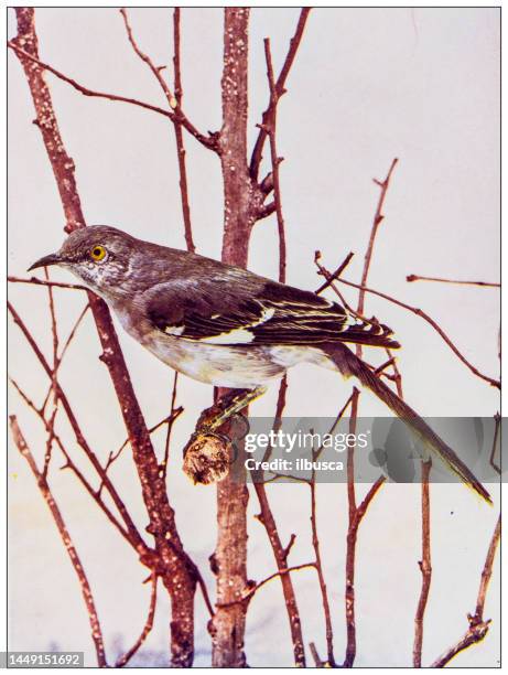 ilustraciones, imágenes clip art, dibujos animados e iconos de stock de imagen en color de ornitología antigua: american mockingbird - mockingbird