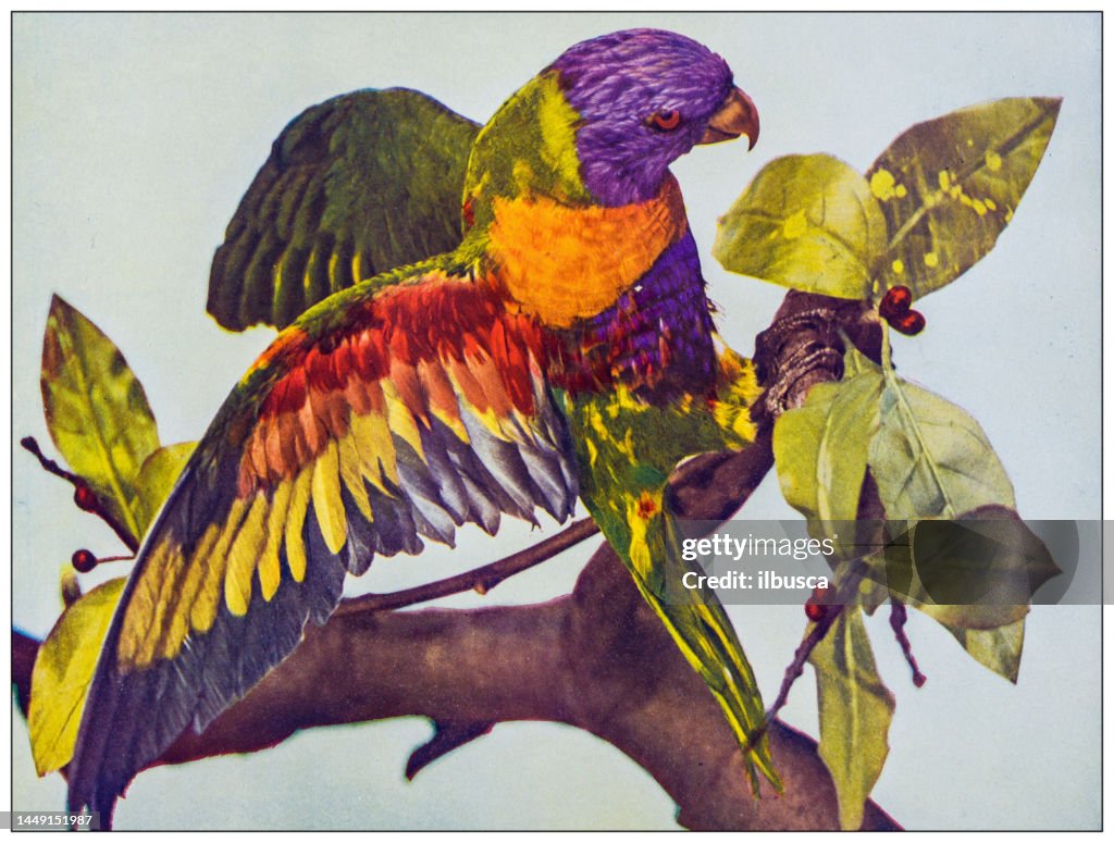 Antique ornithology color image: Blue Mountain Lory
