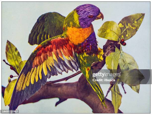 antique ornithology color image: blue mountain lory - rainbow lorikeet stock illustrations