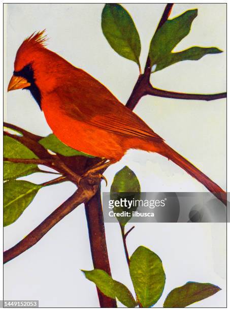 antique ornithology color image: american red bird - cardinal bird 幅插畫檔、美工圖案、卡通及圖標