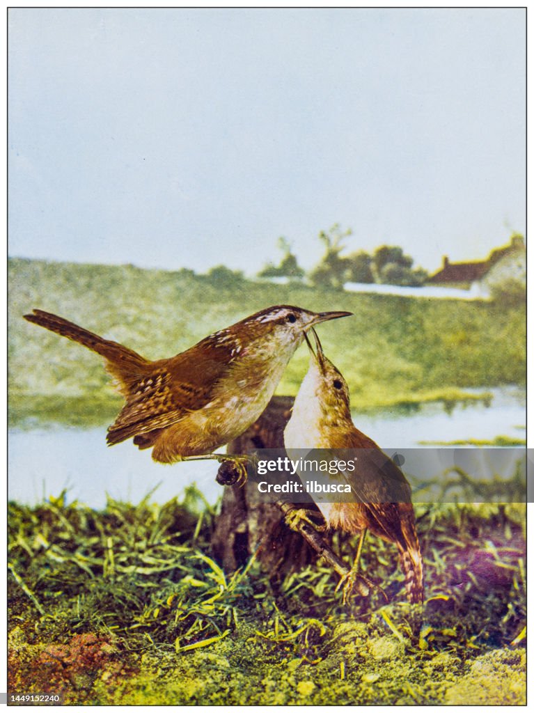 Imagen en color de ornitología antigua: Long Billed Marsh Wren