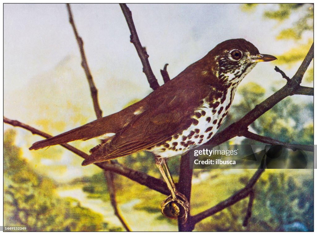 Antike Ornithologie Farbbild: Holzdrossel