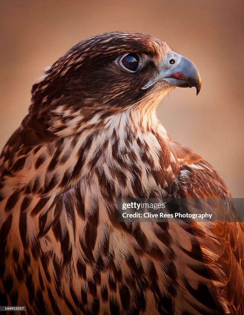 Falcon profile