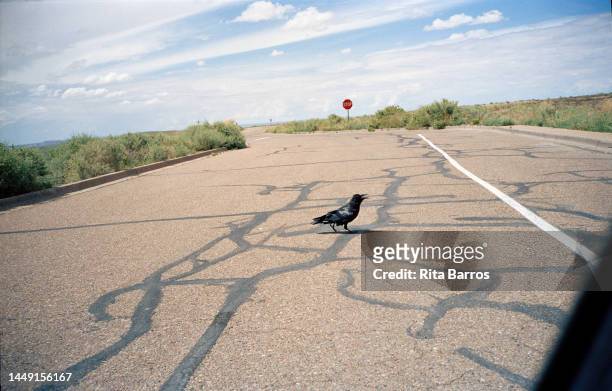 View of a crow as it crosses a patched road, Arizona, August 2006.