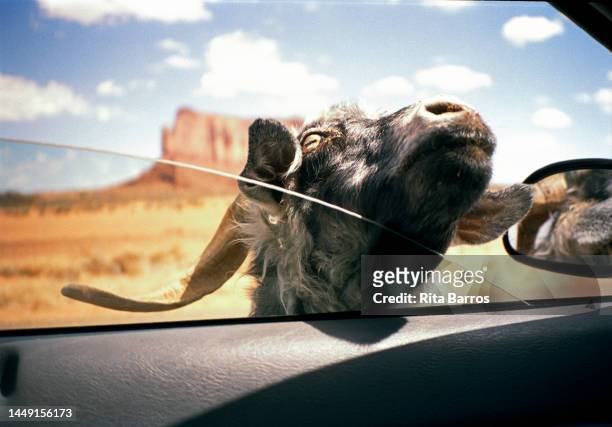 View, from inside a car, as a goat puts its head though the open window, Arizona, August 2006.