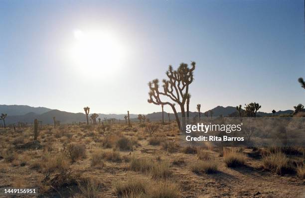 View of the landscape in Joshua Tree National Park, California, August 2006.