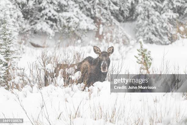 moose cow (female) grazing in deep snow near cooke city, montana following a blizzard in montana, usa, north america - white moose stock pictures, royalty-free photos & images