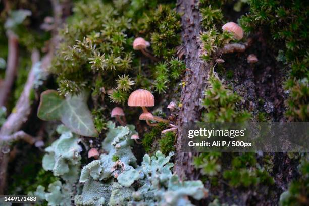 close-up of mushroom growing on tree trunk,lyon,france - rhone alpes photos et images de collection