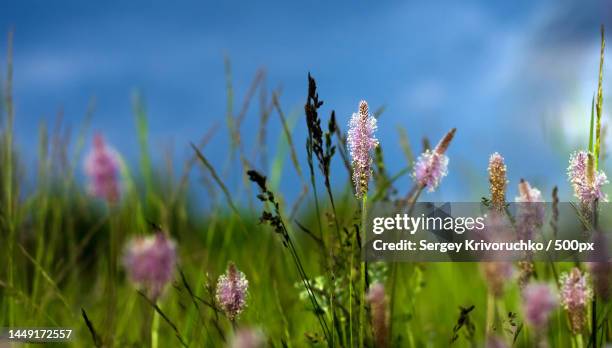 close-up of purple flowering plants on field against sky,nizhny novgorod,nizhny novgorod oblast,russia - nizhny novgorod oblast stock-fotos und bilder