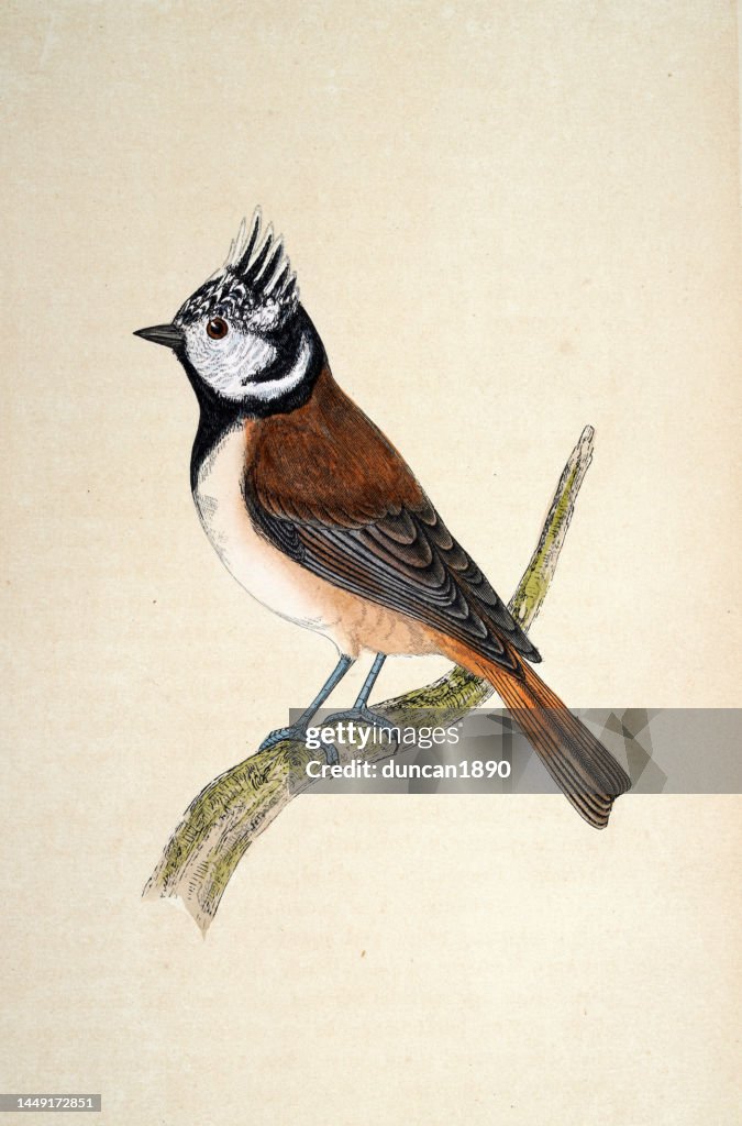 Crested tit or European crested tit, Lophophanes cristatus, a passerine bird in the tit family Paridae, Wildlife, Birds, Art, 19th Century