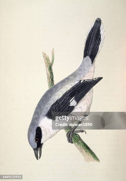 great grey shrike, lanius excubitor, large and predatory songbird species, wildlife, birds, art, 19th century - shrike stock illustrations