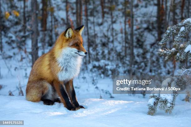 side view of fox standing on snow covered land,russia - red fox stock pictures, royalty-free photos & images