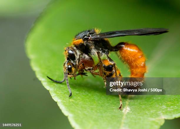 Rust Insect India India Wasps Photos and Premium High Res Pictures - Getty Images