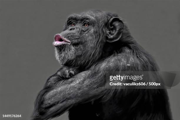 close-up of monkey looking away against black background,ostrava zoo,czech republic - ostrava stock pictures, royalty-free photos & images