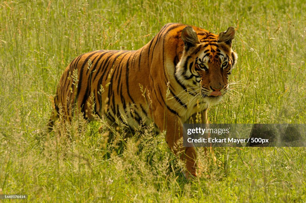Portrait of tiger standing on grassy field,South Africa