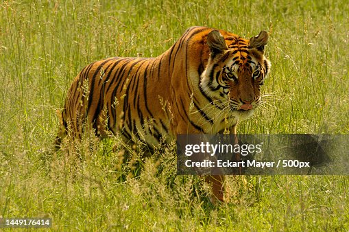 Portrait of tiger standing on grassy field,South Africa Portrait of tiger standing on grassy field,South Africa