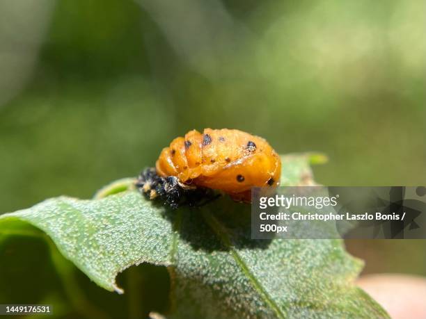 asian lady beetle pupa leptinotarsa decemlineata,norfolk,massachusetts,united states,usa - american potato farm stockfoto's en -beelden