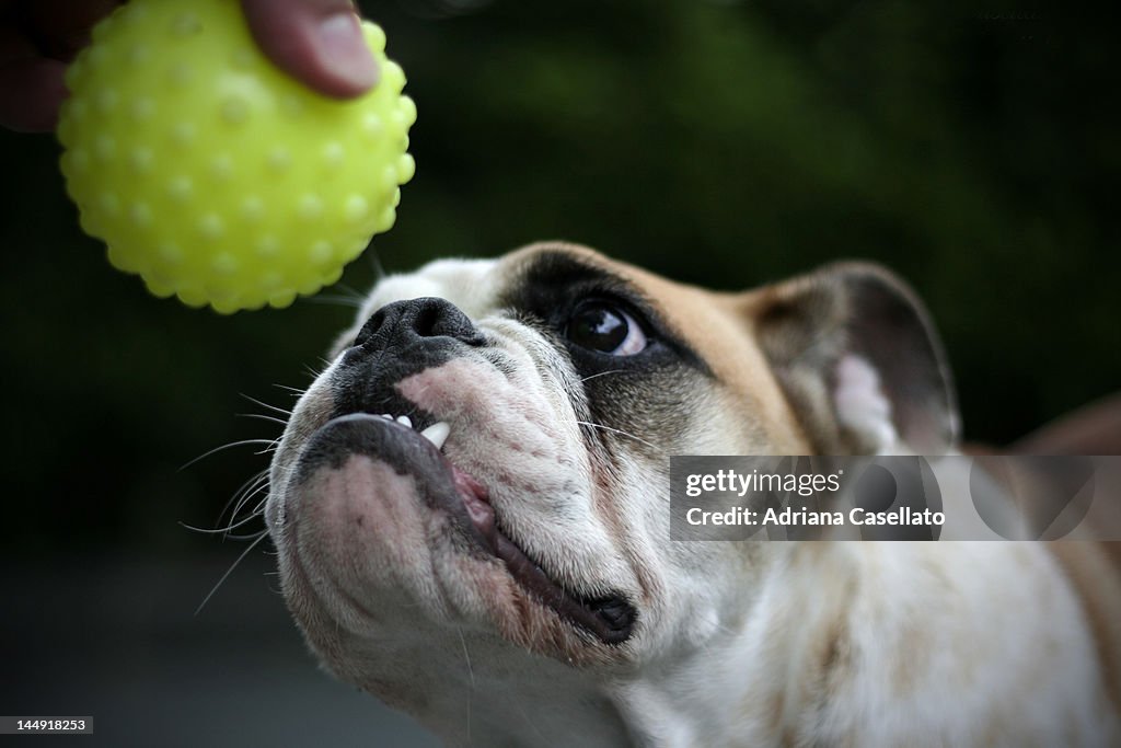 Close-up of dog