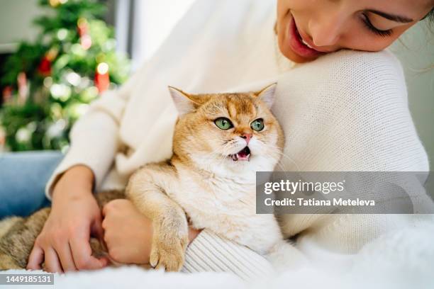 hungry pet and overweight problem. wayward ginger cat in female hands is cuddling her and meowing in bed - miauwen stockfoto's en -beelden