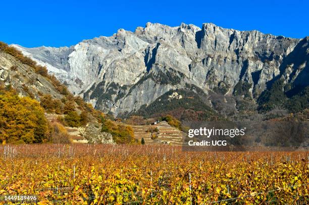 Vineyards in the wine-growing community of Chamoson in the Rhone Valley in front of the rock faces of the Haut de Cry massif, Chamoson, Valais,...