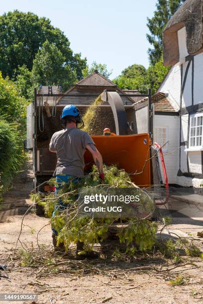 Hampshire, England, UK, Man using a large shredding machine to shred leaves and branches from a felled Pine tree.