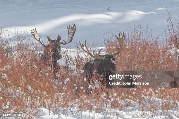 two bull moose close together eating the soft ends of willows in yellowstone national park, on border of wyoming and montana, western usa, north america - white moose stock pictures, royalty-free photos & images