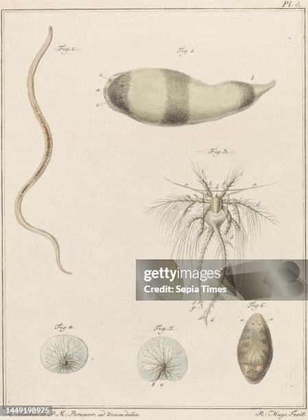 Figure 1 shows a thread worm, figure 2 a flatworm, figure 3 a duck mussel, figures 4 and 5 show sea spark and figure 6 shows a flatworm. Top right:...