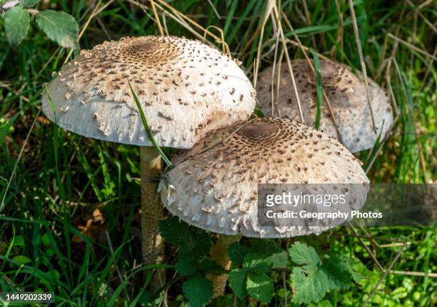Parasol mushroom 'Macrolepiota procera' fungus, Suffolk, England, UK.
