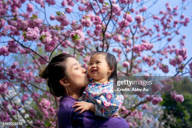 asian mother holding young girl under cherry blossoms, tokyo, japan - cherry kiss 個照片及圖片檔