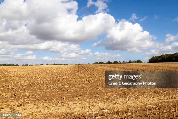 Stubble stalks in field after harvest of maize sweetcorn crop, Sutton, Suffolk, England, UK.