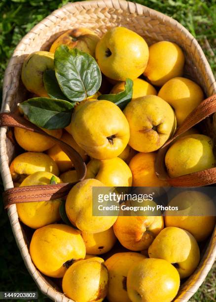 Close up wicker basket of fresh quince fruit on grass lawn, UK.