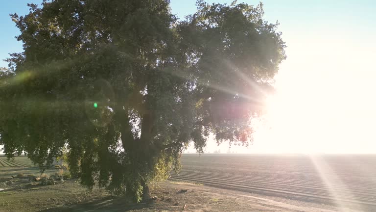 Big Tree Ranch 17 Walnut Ranch Stock Videos, Footage, & 4K Video Clips - Getty Images