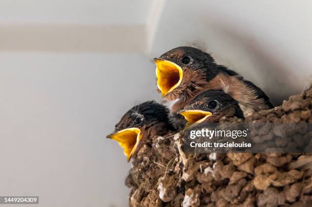 welcome swallow hatchling (hirundo neoxena) - swallow bird nest stock pictures, royalty-free photos & images