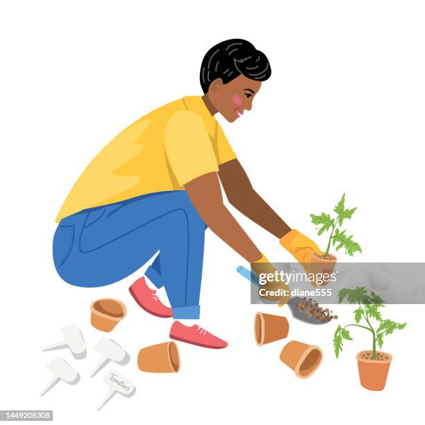 a woman planting tomato seedlings on a transparent background - tomato plant stock illustrations