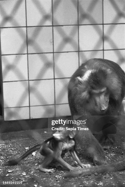 Artis, the mantle baboon born on January 1 grows nicely, February 6 animals, The Netherlands, 20th century press agency photo, news to remember,...