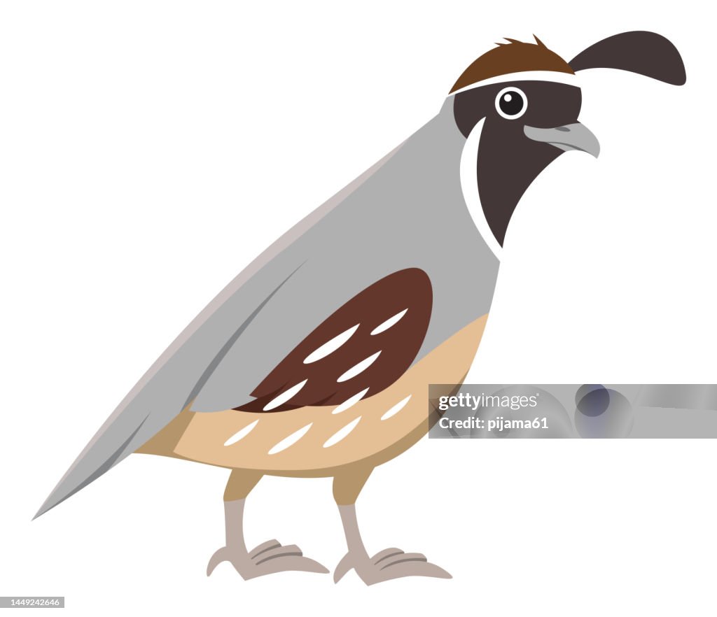 Cute Quail