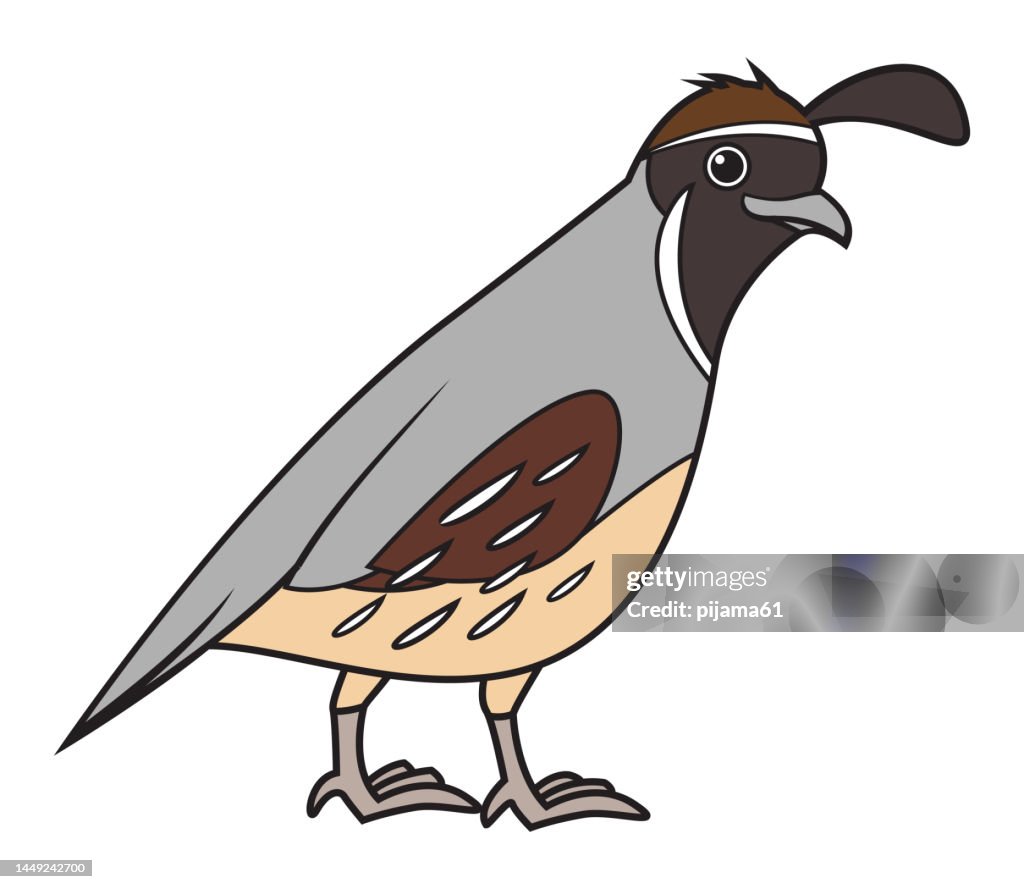 Quail