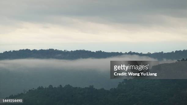 cloudy rainforest - river kinabatangan stock pictures, royalty-free photos & images