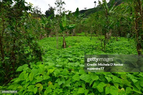 agroforestry on a lush african slope - agroforestry stock pictures, royalty-free photos & images