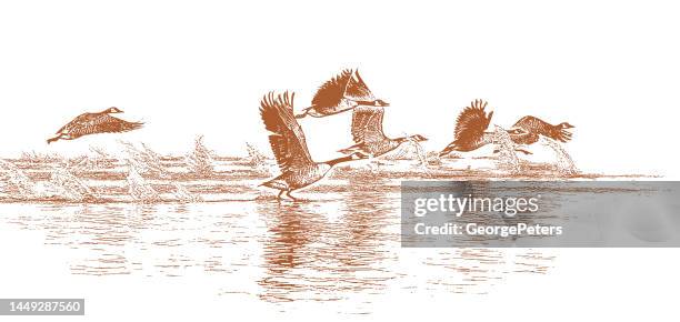 flock of canada geese taking flight - lake waterfowl stock illustrations