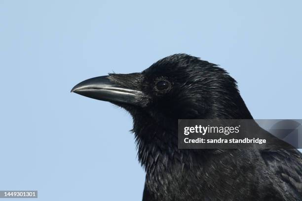 a head shot of a carrion crow (corvus corone) . - dead crow stock pictures, royalty-free photos & images